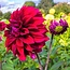 Flowerbulbs Amsterdam - Mix Outdoor Happiness, 12 Dahlia Little Robert & 12 Dahlia Heatwave knollen voor 4 m