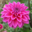 Flowerbulbs Amsterdam - Mix Gerard's Darlings, 6 Dahlia Natal & 6 Dahlia Blue Bell knollen voor 2 m²