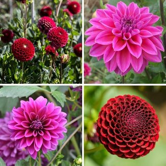 Flowerbulbs Amsterdam - Mix Gerard's Darlings, 12 Dahlia Natal & 12 Dahlia Blue Bell knollen voor 4 m²
