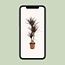 Dracaena Magenta - Ø21cm - ↕120cm