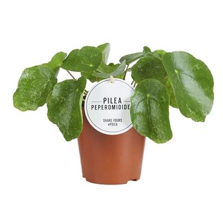 Pilea Sugar - Ø13cm - ↕20cm
