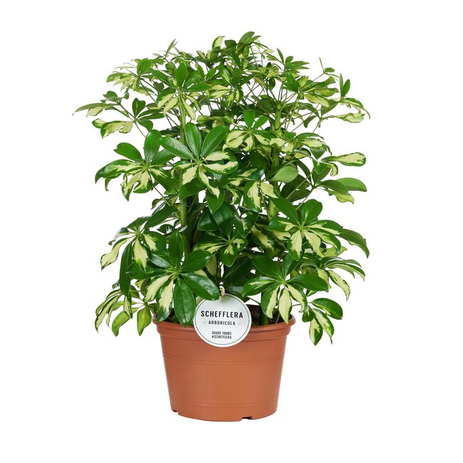 Schefflera Gerda - Ø21cm - ↕55cm