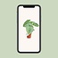 Philodendron Sodiroi - Ø15cm - ↕45cm