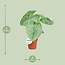 Philodendron Sodiroi - Ø15cm - ↕45cm