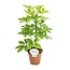 Schefflera Nora - Ø13cm - ↕45cm
