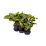Aglaonema Spring Red - Ø19cm - ↕60cm