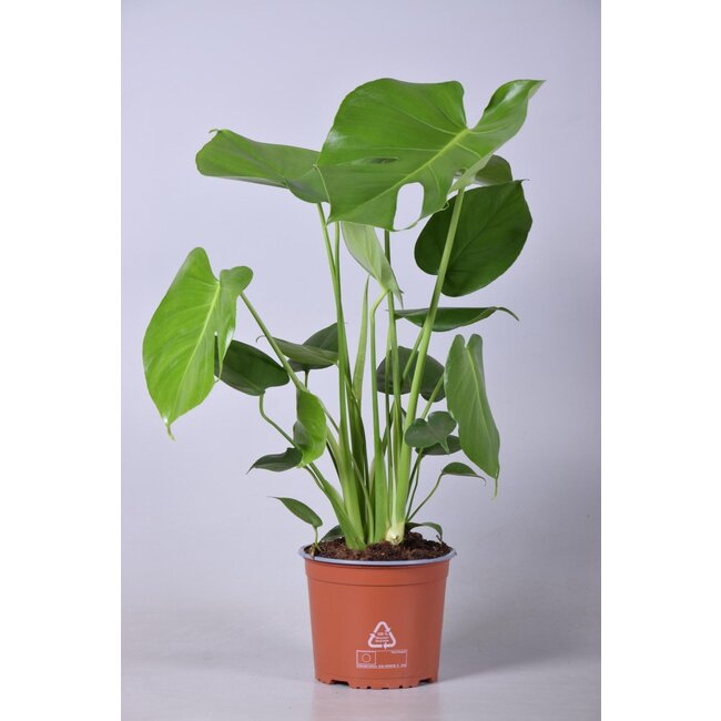 Monstera Deliciosa - Ø17cm - ↕60cm