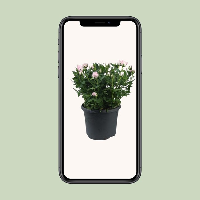 Rosa Jewel Patio Baby - Ø17cm - ↕30cm