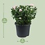 Rosa Jewel Patio Baby - Ø17cm - ↕30cm