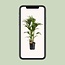 Howea Forsteriana - Ø24cm - ↕120cm
