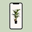 Howea Forsteriana - Ø19cm - ↕100cm