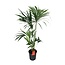 Howea Forsteriana - Ø24cm - ↕130cm
