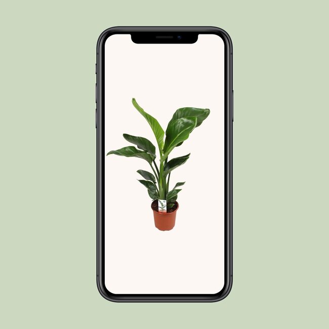 Strelitzia Nicolai - Ø17cm - ↕70cm