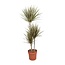 Dracaena Bicolor - Ø21cm - ↕120cm