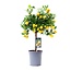 Citrus Calamondin - Ø15cm - ↕45cm