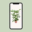 Schefflera Actinophylla Amate - Ø24cm - ↕100cm