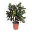 Codiaeum Magnificent (Croton Magnificent) - Ø27cm - ↕110cm