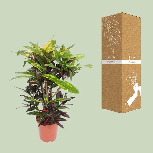 Codiaeum Mango (Croton Mango) - Ø27cm - ↕110cm