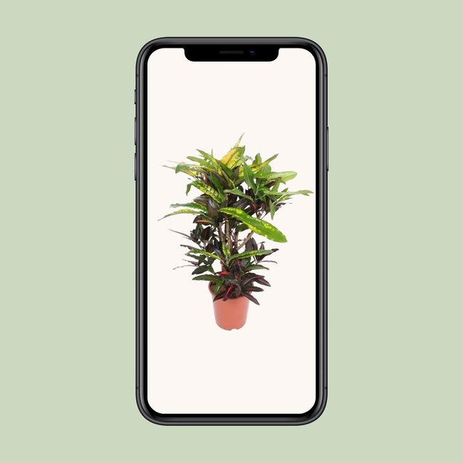 Codiaeum Mango (Croton Mango) - Ø27cm - ↕110cm