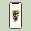 Codiaeum Mango (Croton Mango) - Ø27cm - ↕110cm