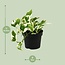 Scindapsus (Epipremnum) N'joy - Ø12cm - ↕15cm