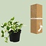 Scindapsus (Epipremnum) N'joy - Ø12cm - ↕15cm