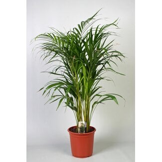 Dypsis Lutescens (Areca) - Ø21cm - ↕100cm