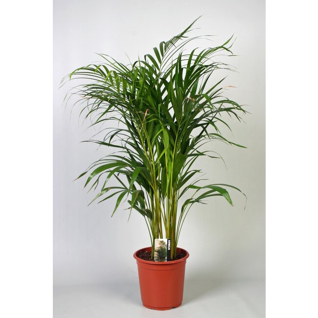 Dypsis Lutescens (Areca) - Ø21cm - ↕100cm