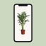 Dypsis Lutescens (Areca) A2 - Ø24cm - ↕120cm