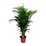 Dypsis Lutescens - Ø24cm - ↕125cm
