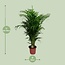 Dypsis Lutescens - Ø24cm - ↕125cm