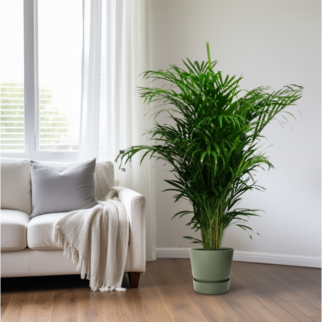 Dypsis Lutescens - Ø24cm - ↕125cm