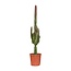 Euphorbia Trigona Rubra - Ø17cm - ↕70cm