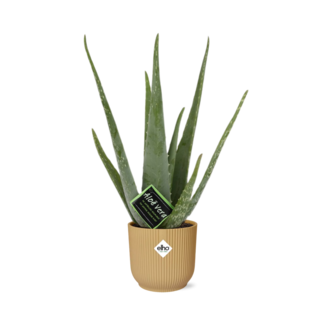 Aloe Vera 12cm in ELHO Vibes Fold 14cm geel