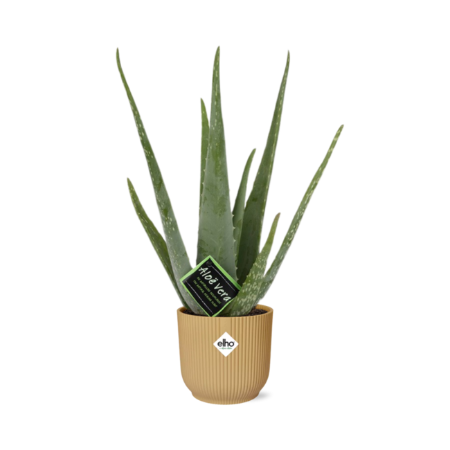 Aloe Vera 12cm in ELHO Vibes Fold 14cm geel