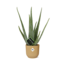 Aloe Vera 12cm in ELHO Vibes Fold 14cm geel