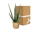 Aloe Vera 12cm in ELHO Vibes Fold 14cm geel