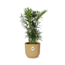 Chamaedorea Elegans in ELHO Vibes Fold 14cm geel