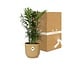 Chamaedorea Elegans in ELHO Vibes Fold 14cm geel