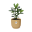 Clusia Princess in ELHO Vibes Fold 14cm geel