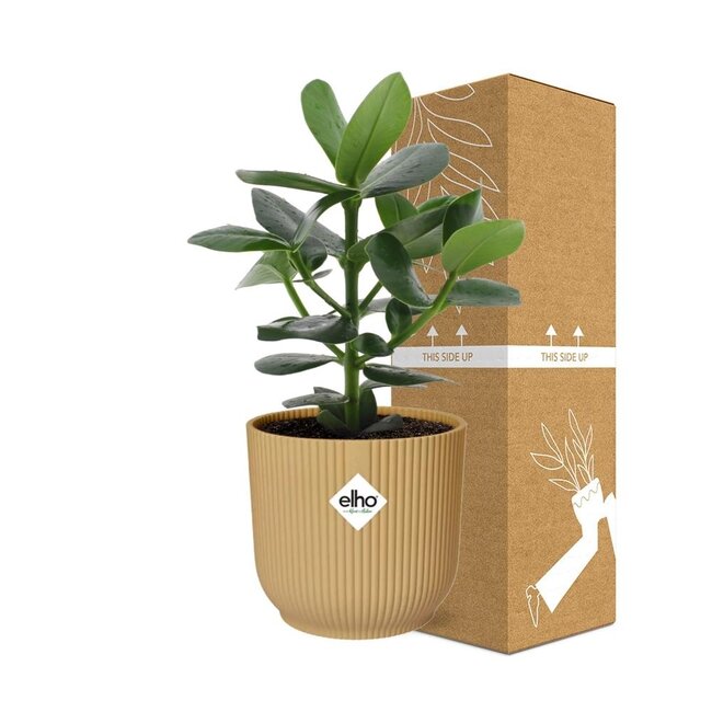 Clusia Princess in ELHO Vibes Fold 14cm geel