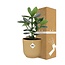 Clusia Princess in ELHO Vibes Fold 14cm geel