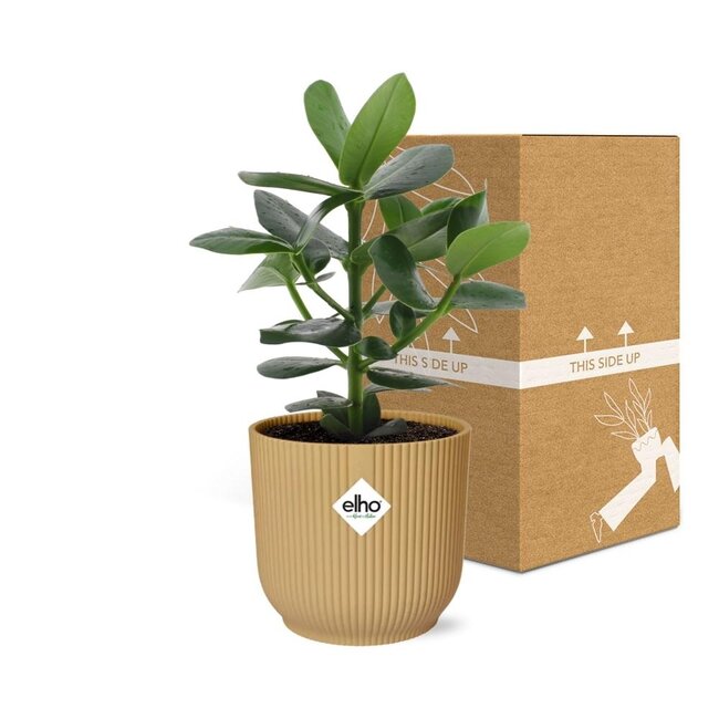 Clusia Princess in ELHO Vibes Fold 14cm geel