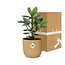 Clusia Princess in ELHO Vibes Fold 14cm geel