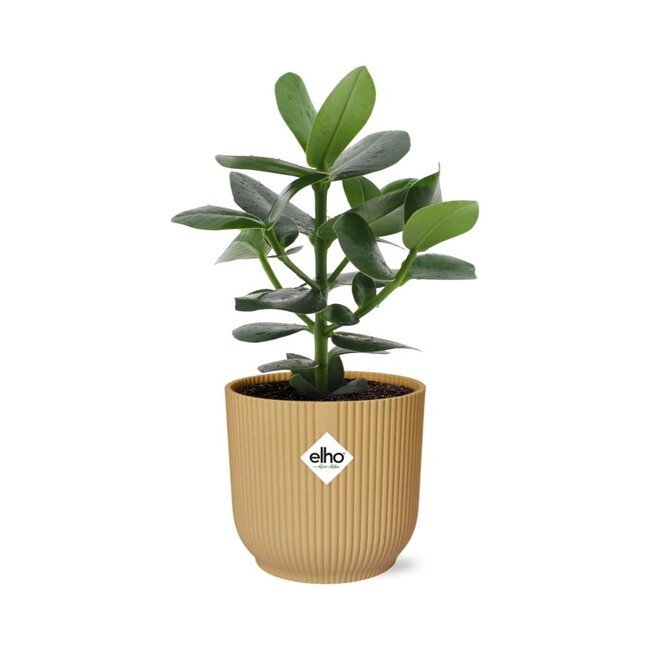 Clusia Princess in ELHO Vibes Fold 14cm geel