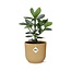 Clusia Princess in ELHO Vibes Fold 14cm geel