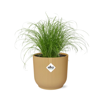 Cyperus Alternifolius Zumula in ELHO Vibes Fold 14cm geel