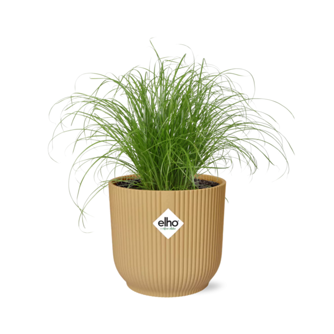 Cyperus Alternifolius Zumula in ELHO Vibes Fold 14cm geel