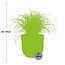 Cyperus Alternifolius Zumula in ELHO Vibes Fold 14cm geel
