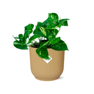 Epipremnum Pinnatum ‘Aureum’ in ELHO Vibes Fold 14cm geel